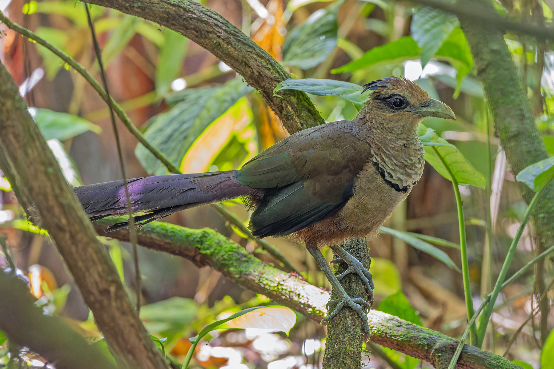Rufous-vented Ground Cuckoo (image by Pete Morris)