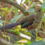 Rufous-vented Ground Cuckoo (image by Pete Morris)