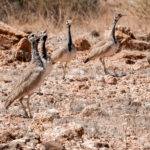 Rüppell's Korhaans in the Namib (image by John McLoughlin)