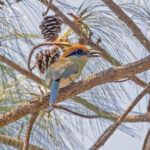Russet-crowned Motmot (image by Pete Morris)