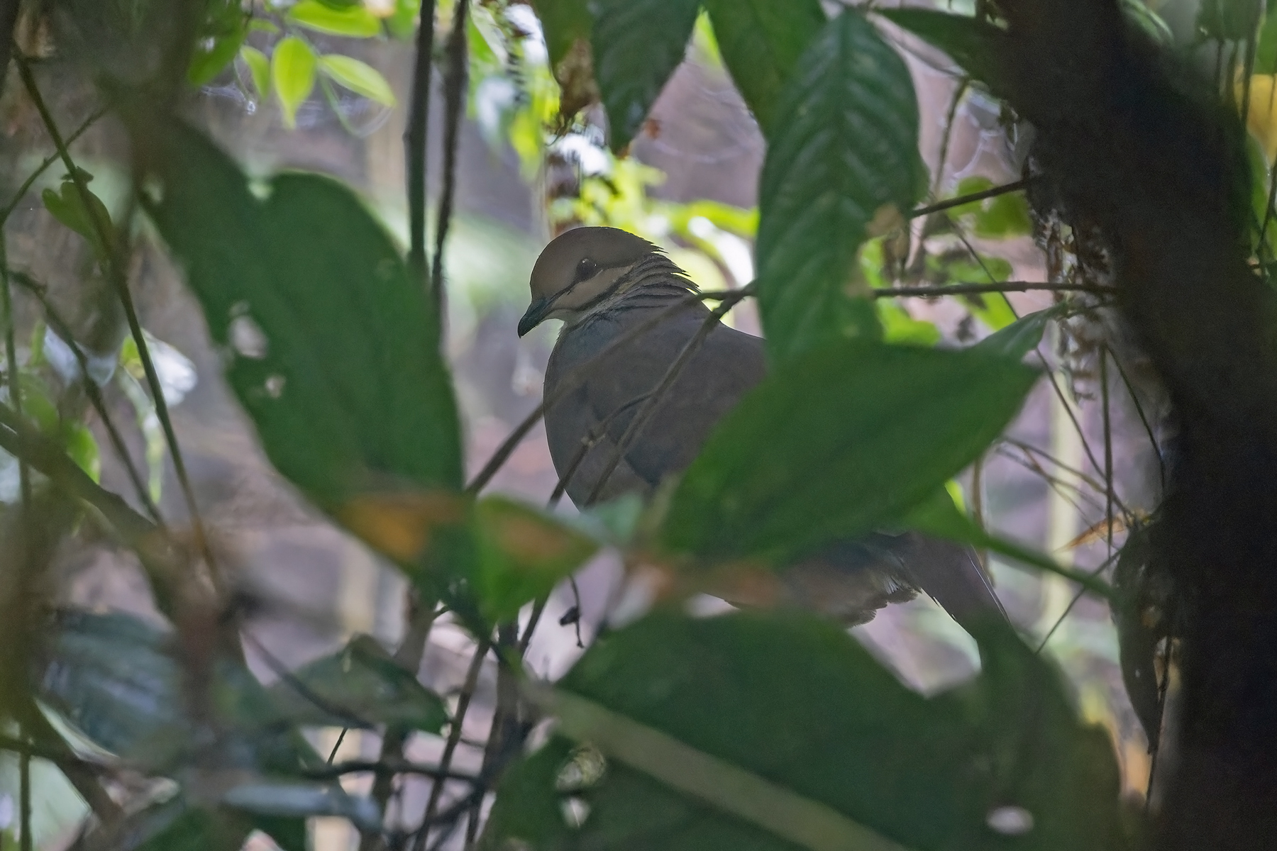 Russet-crowned Quail-Dove (image by Pete Morris)