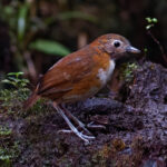 Rusty-tinged Antpitta (image by Leo Garrigues)