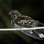 Salvadori's Nightjar (image by Dáni Balla)