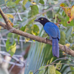 San Blas Jay (image by Pete Morris)