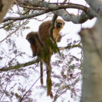 San Martin Titi Monkey (image by Leo Garrigues)