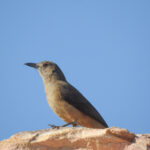 Sandstone Shrike-thrush (image by David Kowalick)