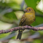 Sapayoa (image by Pete Morris)