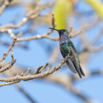 Sapphire-throated Hummingbird (image by Pete Morris)