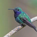 Sapphire-throated Hummingbird (image by Pete Morris)