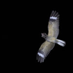 Savanna Nightjar (image by Dáni Balla)