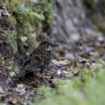 The ‘Horsfield’s Thrush’ is the local race of Scaly Thrush (image by Dáni Balla)