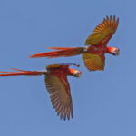 Scarlet Macaws (image by Pete Morris)