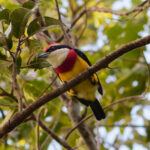 Scarlet-banded Barbet (image by Leo Garrigues)