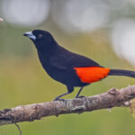 Scarlet-rumped Tanager (image by Pete Morris)