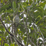 Sharpbill (image by Pete Morris)