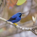Shining Honeycreeper (image by Pete Morris)