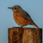 Short-toed Rock Thrush (image by John McLoughlin)