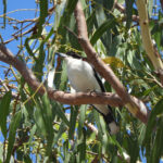 Silver-backed Butcherbird (image by David Kowalick)
