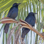 Sinaloa Crow (image by Pete Morris)