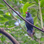 Slate-coloured Grosbeak (image by Pete Morris)
