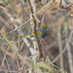 Slaty Vireo (image by Pete Morris)