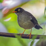 Slaty-backed Nightingale-Thrush (image by Pete Morris)