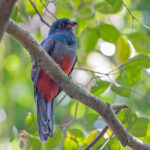 Slaty-tailed Trogon (image by Pete Morris)