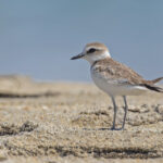 Snowy Plover (image by Pete Morris)