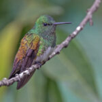 Snowy-bellied Hummingbird (image by Pete Morris)