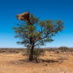 Social Weaver nest in the Namib (image by John McLoughlin)