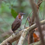 Song Wren (image by Pete Morris)