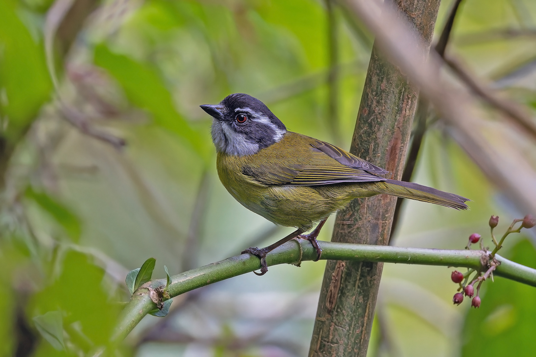 Sooty-capped Chlorospingus (image by Pete Morris)
