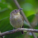 Southern Bentbill (image by Pete Morris)