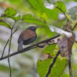 Speckled Antshrike (image by Pete Morris)