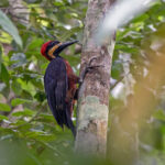Splendid Woodpecker (image by Pete Morris)