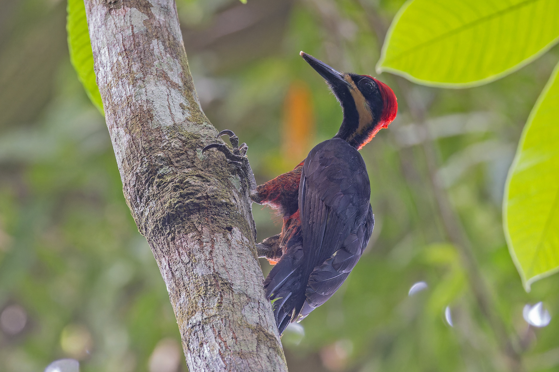 Splendid Woodpecker (image by Pete Morris)
