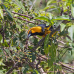 Spot-breasted Oriole (image by Pete Morris)