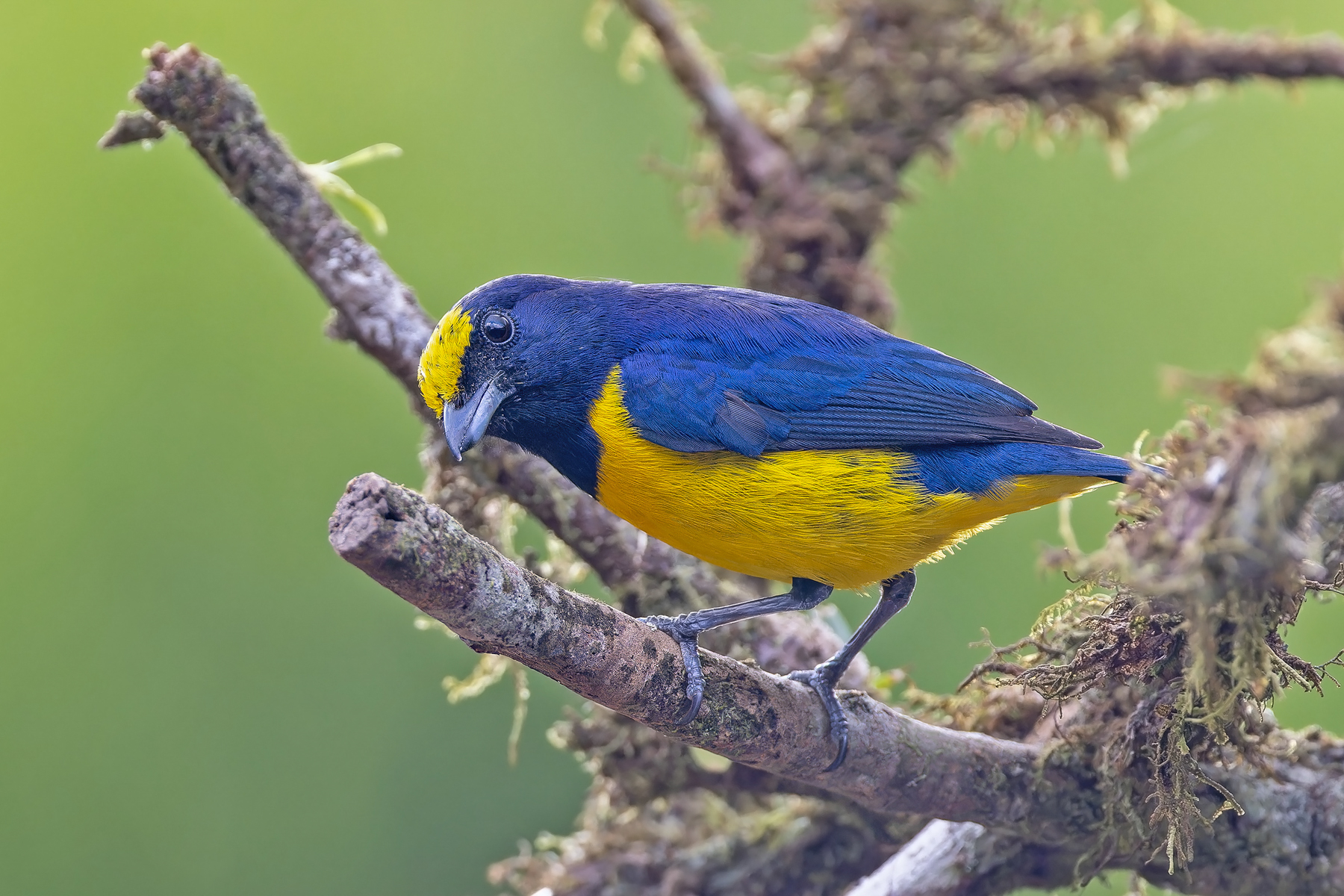 Spot-crowned Euphonia (image by Pete Morris)