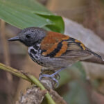 Spotted Antbird (image by Pete Morris)