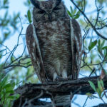 Spotted Eagle-Owl (image by John McLoughlin)