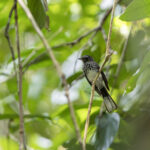 Spotted Fantail (image by Dáni Balla)