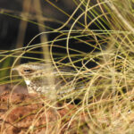 Spotted Nightjar (image by David Kowalick)