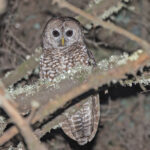Spotted Owl (image by Pete Morris)