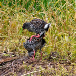 Spotted Rail (image by Leo Garrigues)