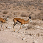 Springbok (image by John McLoughlin)