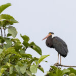 Storm's Stork (image by Dáni Balla)
