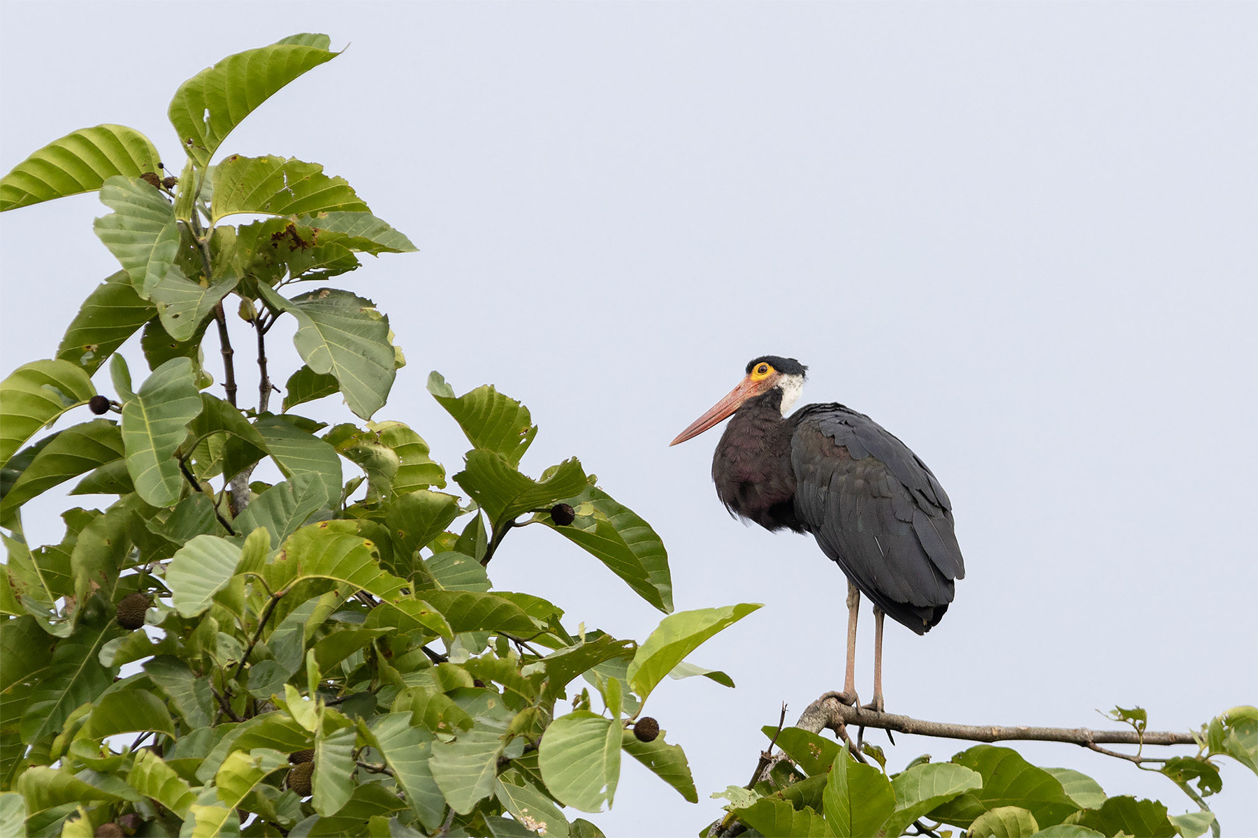 Storm's Stork (image by Dáni Balla)