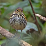 Streak-chested Antpitta (image by Pete Morris)