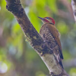 Stripe-cheeked Woodpecker (image by Pete Morris)