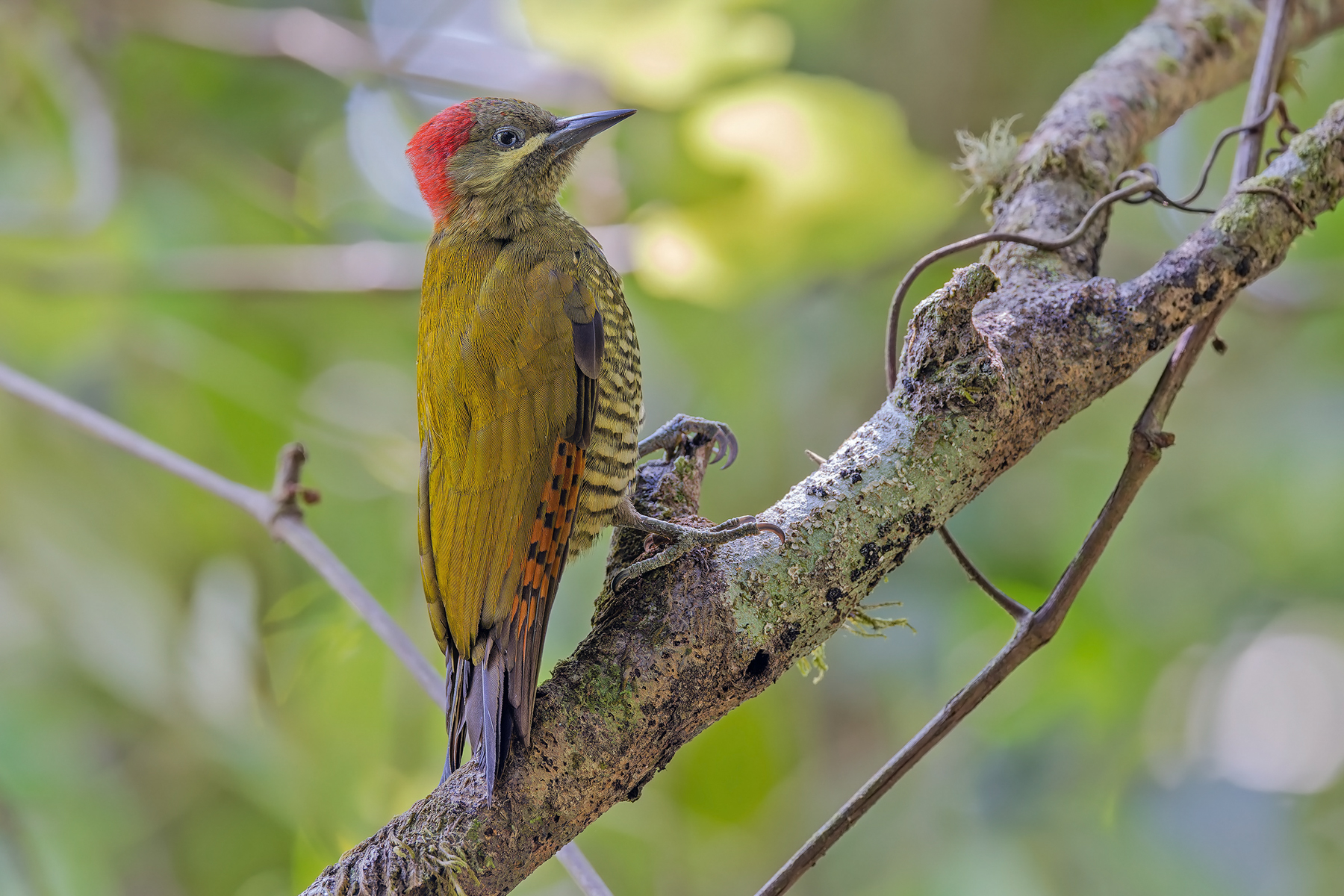 Stripe-cheeked Woodpecker (image by Pete Morris)